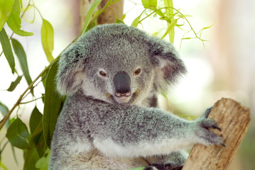 Koala in Queensland, Australien