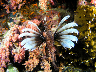 Lion fish
