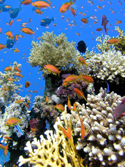 Coral reef