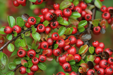 Fototapeta premium Red fruits on the ornamental bush