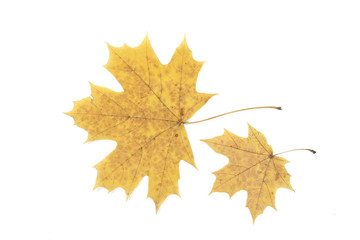 Two yellow maple leaves on the white background