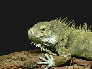 Leguan