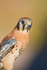 Close up of a American Kestrel bird