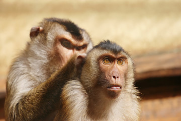 Two monkeys grooming each other