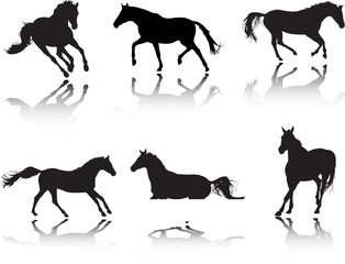 Horse silhouttes poses