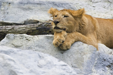Obraz premium young lion cub lying on the rocks, being lazy