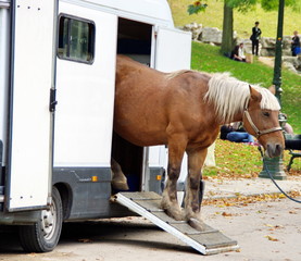 Cheval marron avec crinière à frange. © Blue Moon