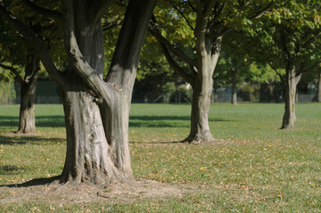 Fototapeta premium Group of trees in a town park