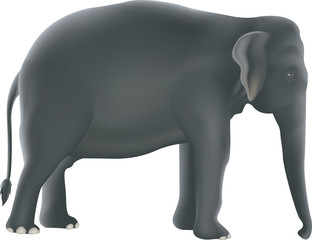Fototapeta premium elephant