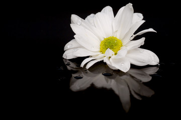 White daisy on black with reflection