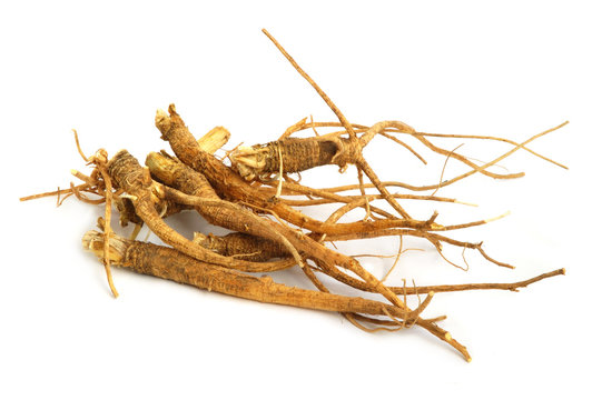 A Bunch Of Ginseng Or  Parsley Roots