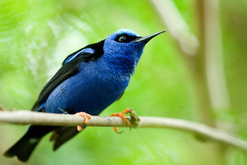 Bird with blue feathers