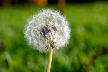 Simeon parachute in the form of an anthodium of dandelion