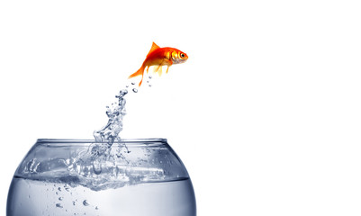 Naklejka premium goldfish jumping out of the water