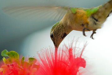 Humming bird and flower © Celso Diniz