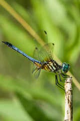 Blue Dragonfly
