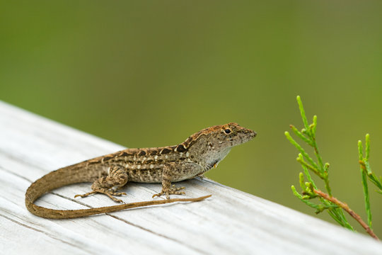 Little Lizard In Everglades