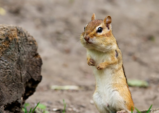 Chipmunks observe