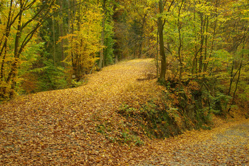 Obraz premium Weg im Herbstwald - track in autumn forest 03