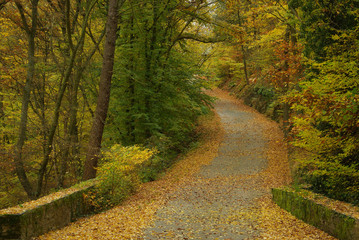 Weg im Herbstwald - track in autumn forest 05