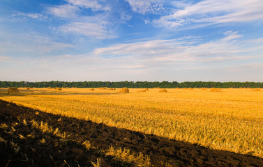beautiful summer landscape