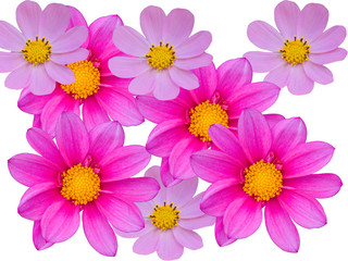 Flowers decorative with violet petals on a white background