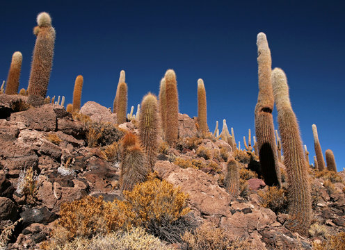 Cactus in the Isla Pescado in Bolivia