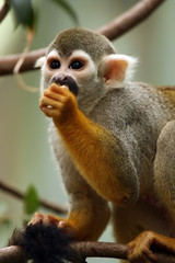 Hungry Monkey