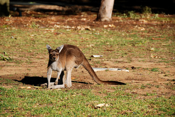 Young kangaroo