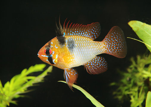 papiliochromis Ramirezi, aquarian small fish from Amazon