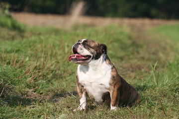 bulldog anglais marbré assis