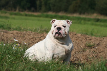 bulldog anglais blanc