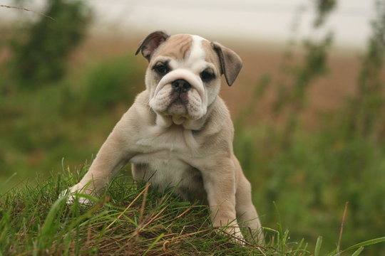 110 Best Bulldog Anglais Images Stock Photos Vectors Adobe Stock
