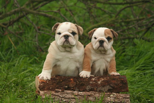 110 Best Bulldog Anglais Images Stock Photos Vectors Adobe Stock