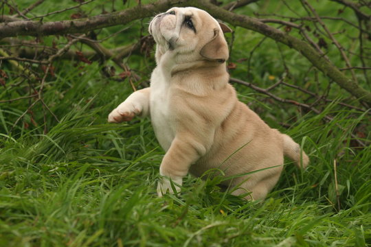 110 Best Bulldog Anglais Images Stock Photos Vectors Adobe Stock