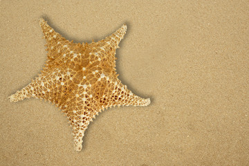 Fototapeta na wymiar A Star fish on the sandy beach