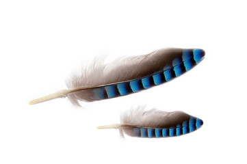 close up of two feathers grey and blue colored