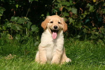 chiot hovawart avec son air joyeux © Dogs