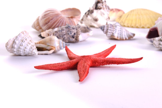 sea-star on shells background isolated on white