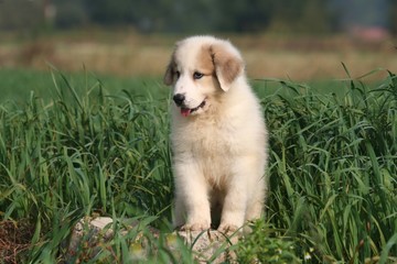 chiot montagne des pyrénées dans un champ