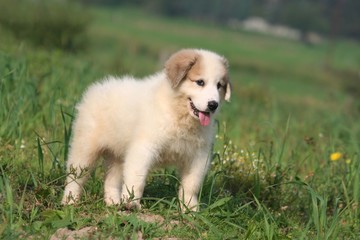 chiot montagne des pyrénées en pleine nature