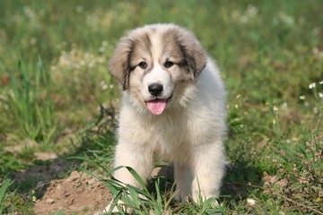 chiot au regard bizarre