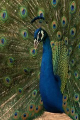 Fototapeta premium Peacock Head and Tail