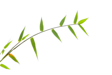 Bamboo leaves isolated on the white background