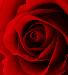 Red rose macro shot