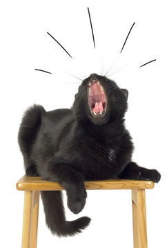 Black Cat with open Mouth.