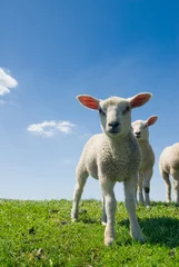 Papier Peint photo Moutons agneaux curieux regardant la caméra au printemps