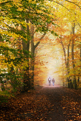 Obraz premium autumn colors in the forest