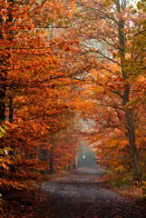 Obraz premium autumn colors in the forest