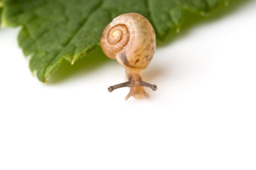 Small garden snail on a white background